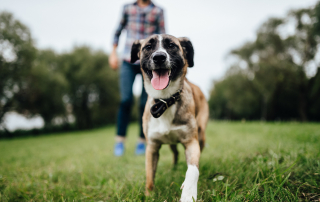 How to Prepare for the Cost of a Pet graphic