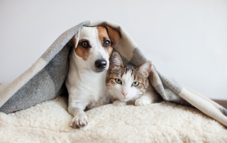 Understanding the True Costs of Owning Pets graphic